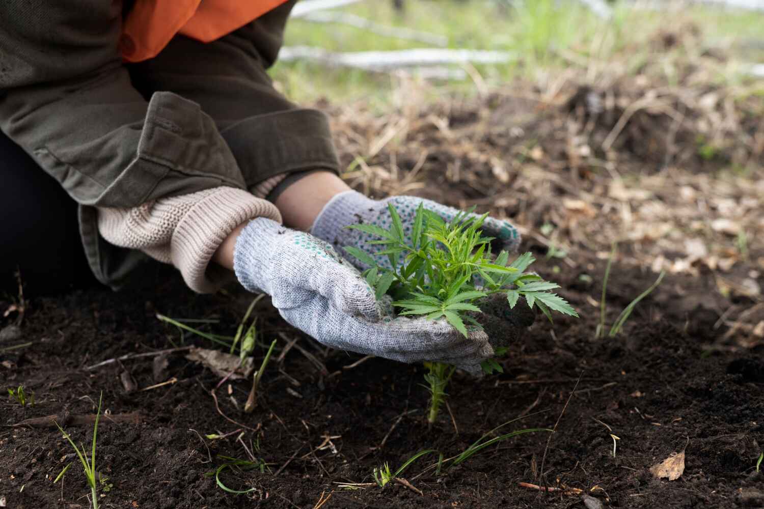 Arcadia, FL Tree Service Company